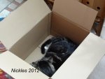 Neuer PC 01 Katze.jpg