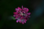 DSC_0311.jpg