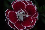 DSC_0316.jpg
