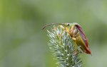 IMG_9711_nb_forum.jpg