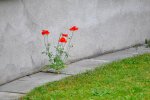DSC_0451.jpg