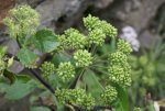 DSC04300_900.jpg