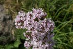DSC04258_900.jpg