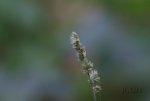 FlyPic (1).jpg