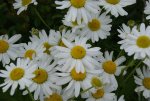 DSC04305.jpg
