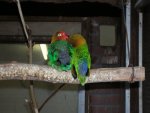 VogelpÃ¤rchen.jpg