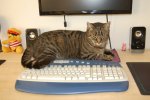 katze.jpg