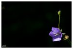 IMG_9331_Pfirsichblättrige_GLockenblume.jpg