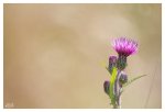 IMG_8996_Krause_Ringdistel.jpg