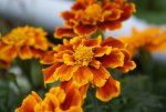 DSC04411_900.jpg