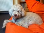 image-4256183791.jpg