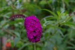 PK5_7917.jpg