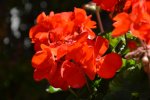 DSC_0007.jpg