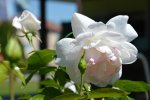 DSC_0035.jpg