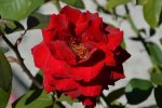 DSC_0037.jpg