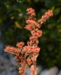 DSC_0048.jpg