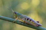 IMG_0936_5prozent_2_klein.jpg