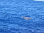 IMG_5004.JPG