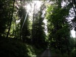 Wald1.jpg