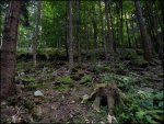 Wald2.jpg