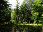 Wald3.jpg