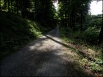 Wald4.jpg