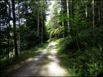 Wald5.jpg