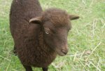 DSC04645_900.jpg