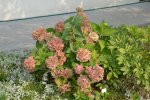 Flowers.jpg