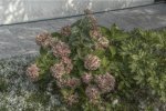Flowers_01.jpg