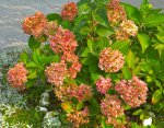 Flowers_PS.jpg