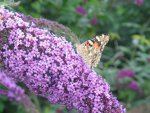 IMG_0978.JPG
