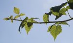 PS1_DSC_0005.jpg