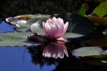 DSC_0177.jpg