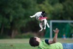 dog2.jpg