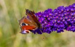 IMG_0871_klein.jpg