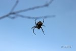 FlyPic (2).jpg
