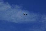 DSC00196.jpg