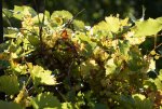 DSC00108.jpg