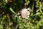 DSC00125.jpg