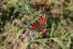 DSC00182.jpg