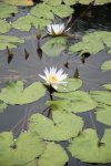 15 Brooklyn Botanic Garden (46).jpg