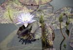 15 Brooklyn Botanic Garden (48).jpg