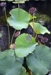 15 Brooklyn Botanic Garden (61).jpg