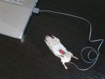 computer-mouse.jpg