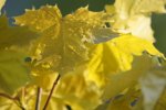 DSC076102.jpg