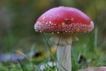_DSC6166k.JPG