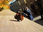 IMG_1735.JPG