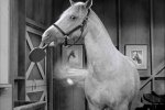 mister_ed1.jpg