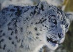 schneeleopardblaueaugen.jpg